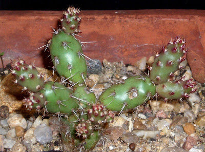 Opuntia fragilis Opuntia%20fragilis%20v.%20oplocarpa