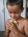 Duck love