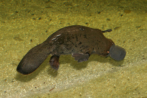 vogelbekdier (= platypus)