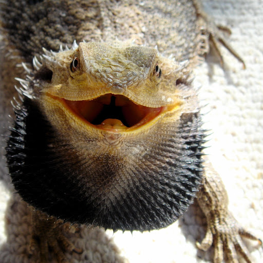 baardhagedis