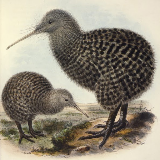 john gerard keulemans, great spotted kiwi