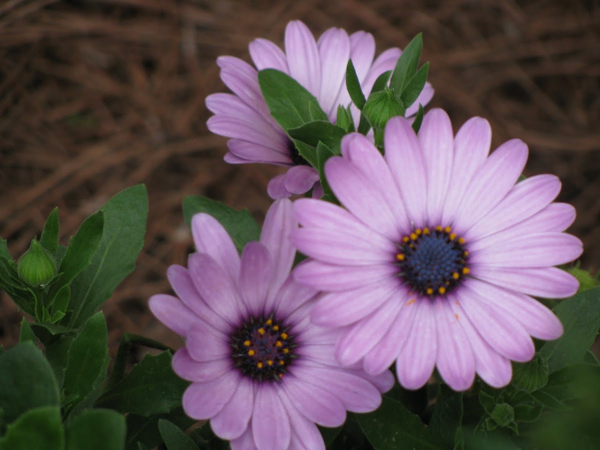 Purple Osteospermum