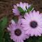 Purple Osteospermum