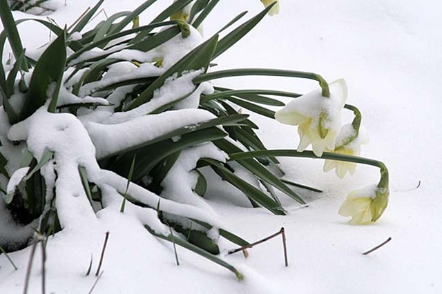 [daffodils snow[4].jpg]