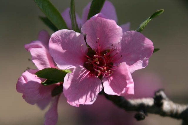 [PeachBlossom[4].jpg]