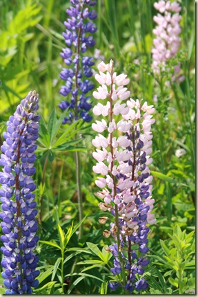 lupines4