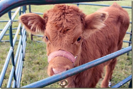 Mundy calf