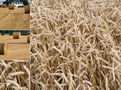 View wheat field