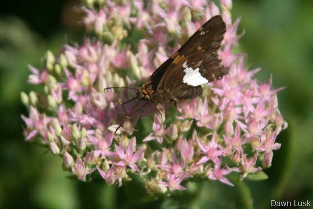 [Silver-spotted Skipper 3  resz[14].jpg]