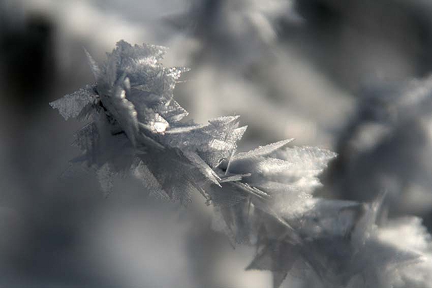 [hoar frost4 1-9-11[7].jpg]