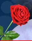 [flower[2].png]