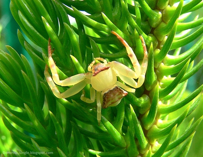 CrabSpider
