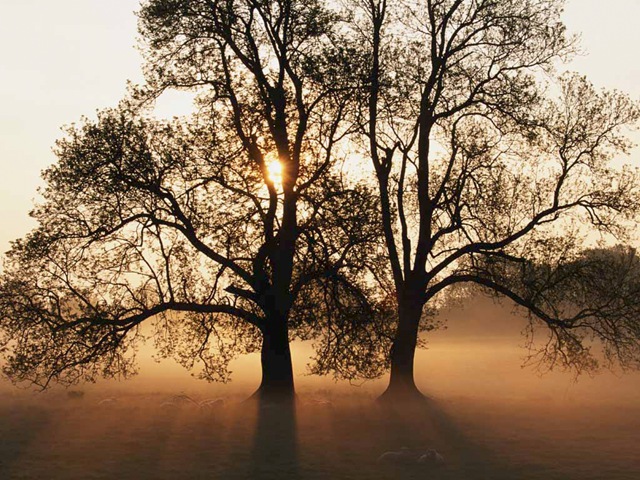 [Tree[4].jpg]