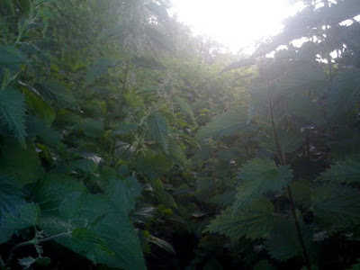 And this is a bridleway?