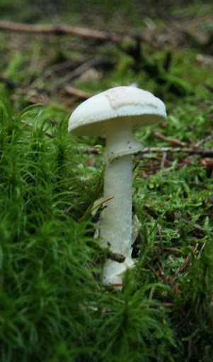 Destroying Angel Mushroom photographed by Daniel Butler of Fungal Forays