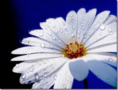flower_with_raindrops