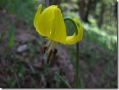west elk backpacking 062