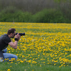 Matthijs