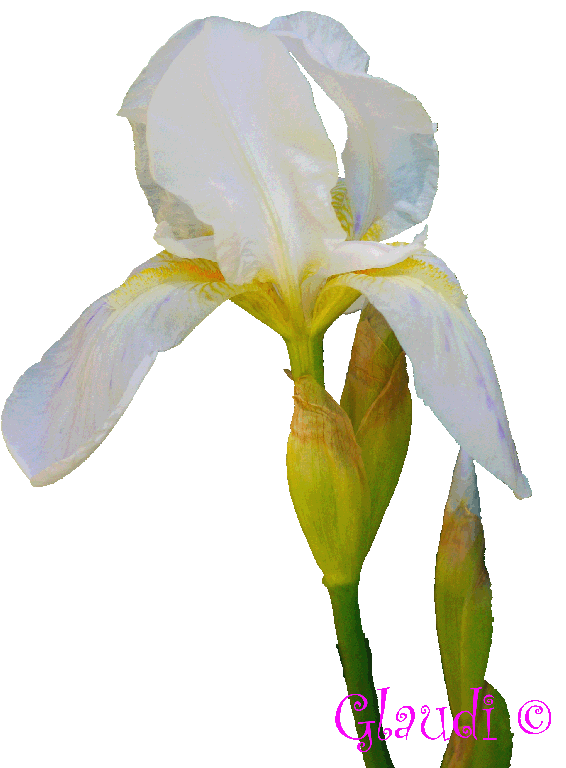 [Iris blanc 1[7].gif]