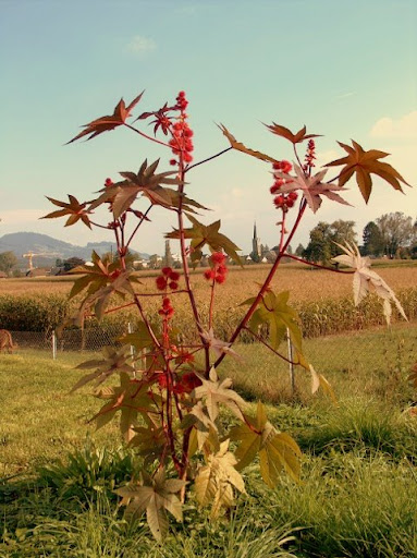 Anty kret, R�cznik (Ricinus communis)
