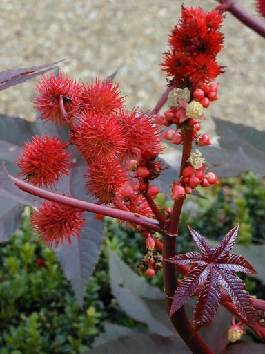 Anty kret, R�cznik (Ricinus communis)