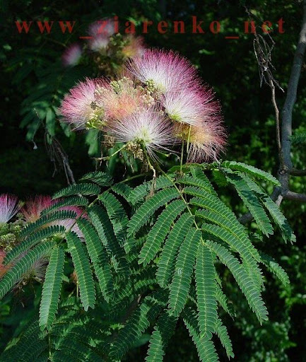 Albizia julibrissin jedwabne drzewo