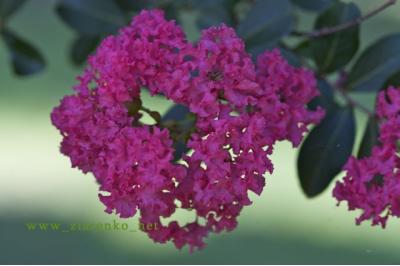 Lagerstroemia indica bez południa