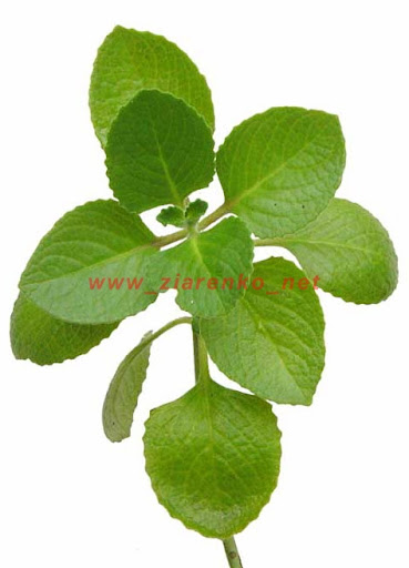 oregano