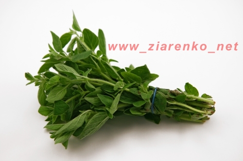 oregano