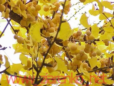 Miłorząb dwuklapowy (Ginkgo biloba)