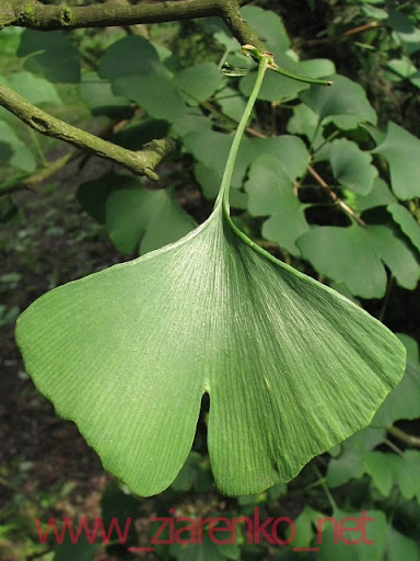 Miłorząb dwuklapowy (Ginkgo biloba)