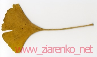 Miłorząb dwuklapowy (Ginkgo biloba)