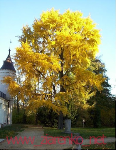 Miłorząb dwuklapowy (Ginkgo biloba)
