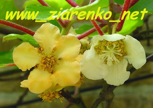 Kiwi Actinidia Chińska