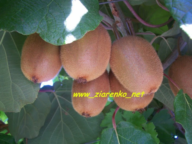 Kiwi Actinidia Chińska