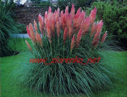 trawa pampasowa różowa Cortaderia Selloana