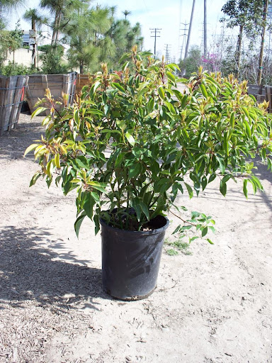 Cynamonowiec Kamforowy cinnamomum camphora