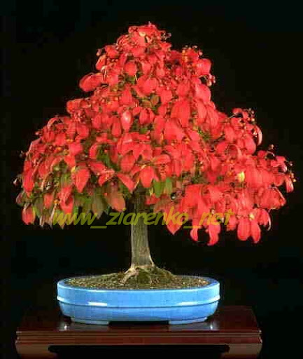 Płonący krzew Euonymus alatus