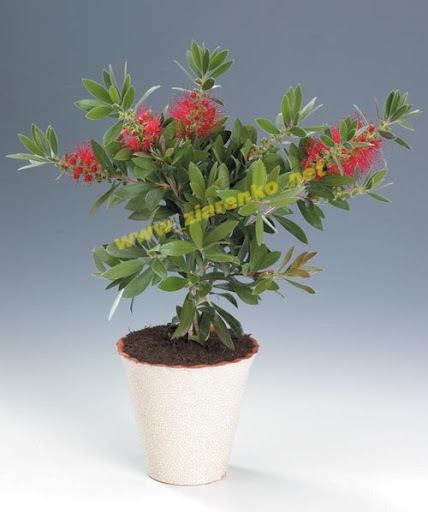 Kuflik Callistemon Citrinus