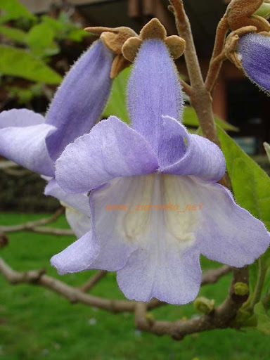 Paulownia Tomentosa Cesarskie Drzewo