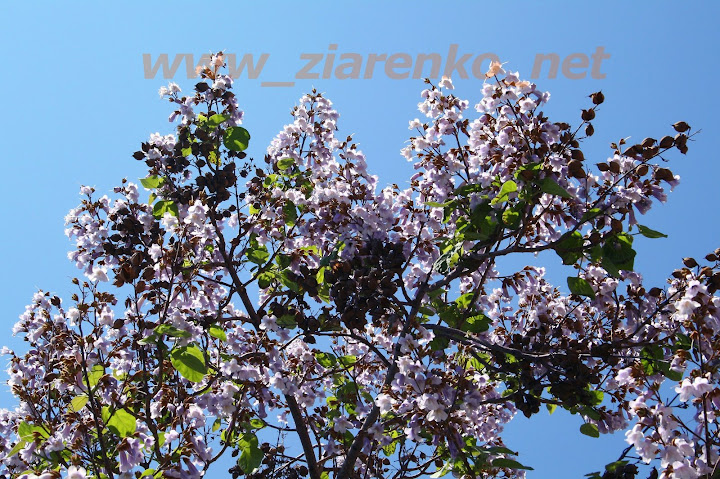 Paulownia Tomentosa Cesarskie Drzewo