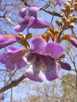Paulownia Tomentosa Cesarskie Drzewo