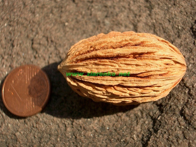 Drzewo chusteczkowe Davidia involucrata