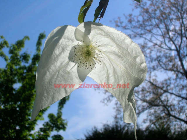 Drzewo chusteczkowe Davidia involucrata