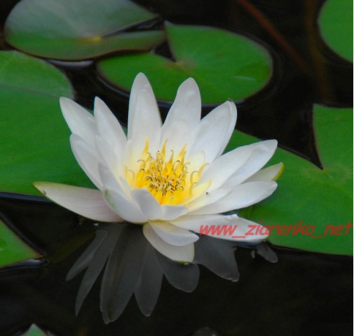 nymphaea juno Lilia wodna