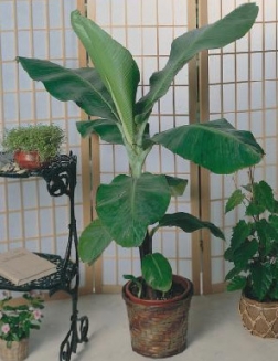 Musa ensete BANANOWIEC OZDOBNY banan