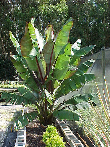 Musa ensete BANANOWIEC OZDOBNY banan