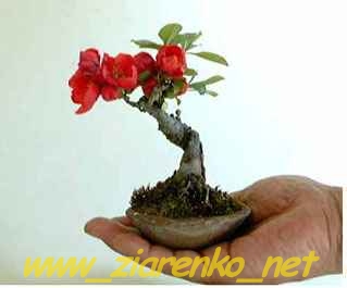 Pigwowiec Japoński Chaenomeles Japonica