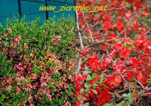 Pigwowiec Japoński Chaenomeles Japonica