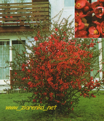 Pigwowiec Japo�ski Chaenomeles Japonica